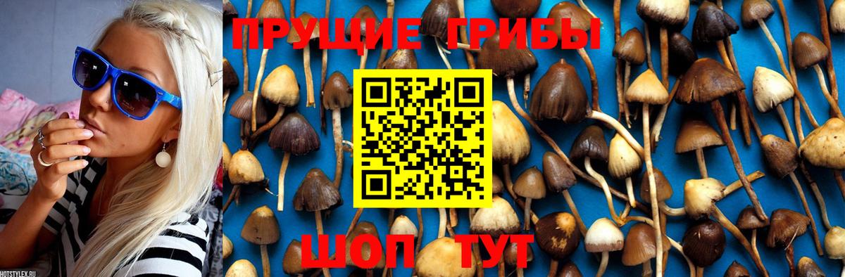 Славгород  Псилоцибиновые грибы Psilocybe  Вход с VPN 